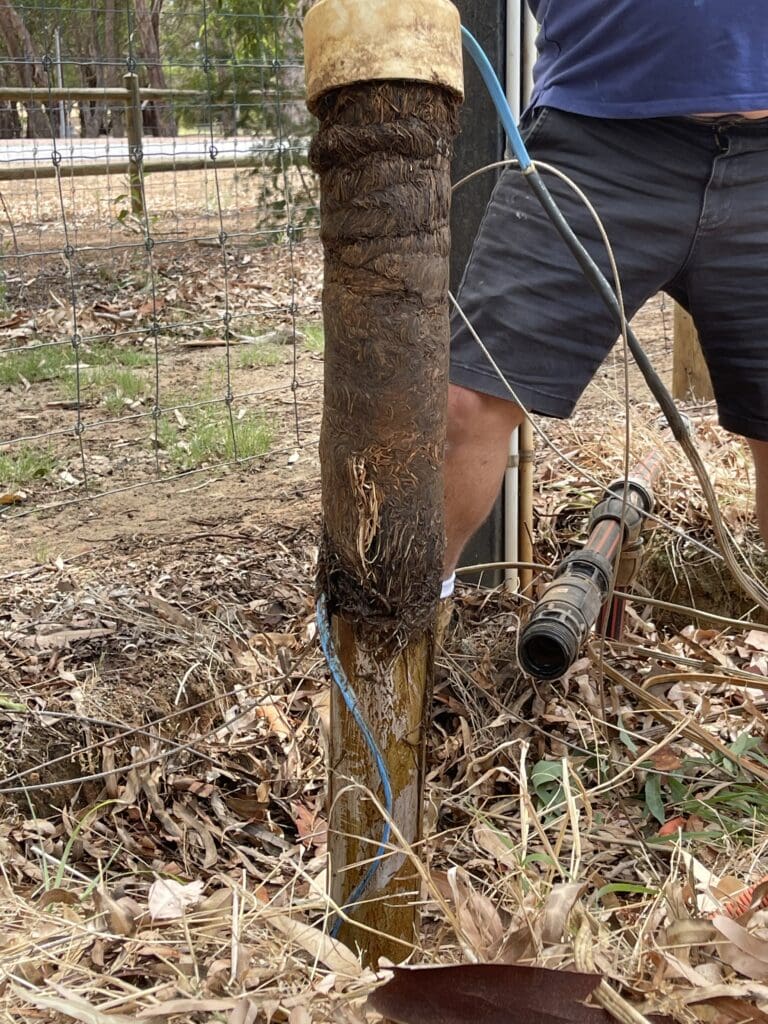 Recovered water bore submersible pump encased in tree roots